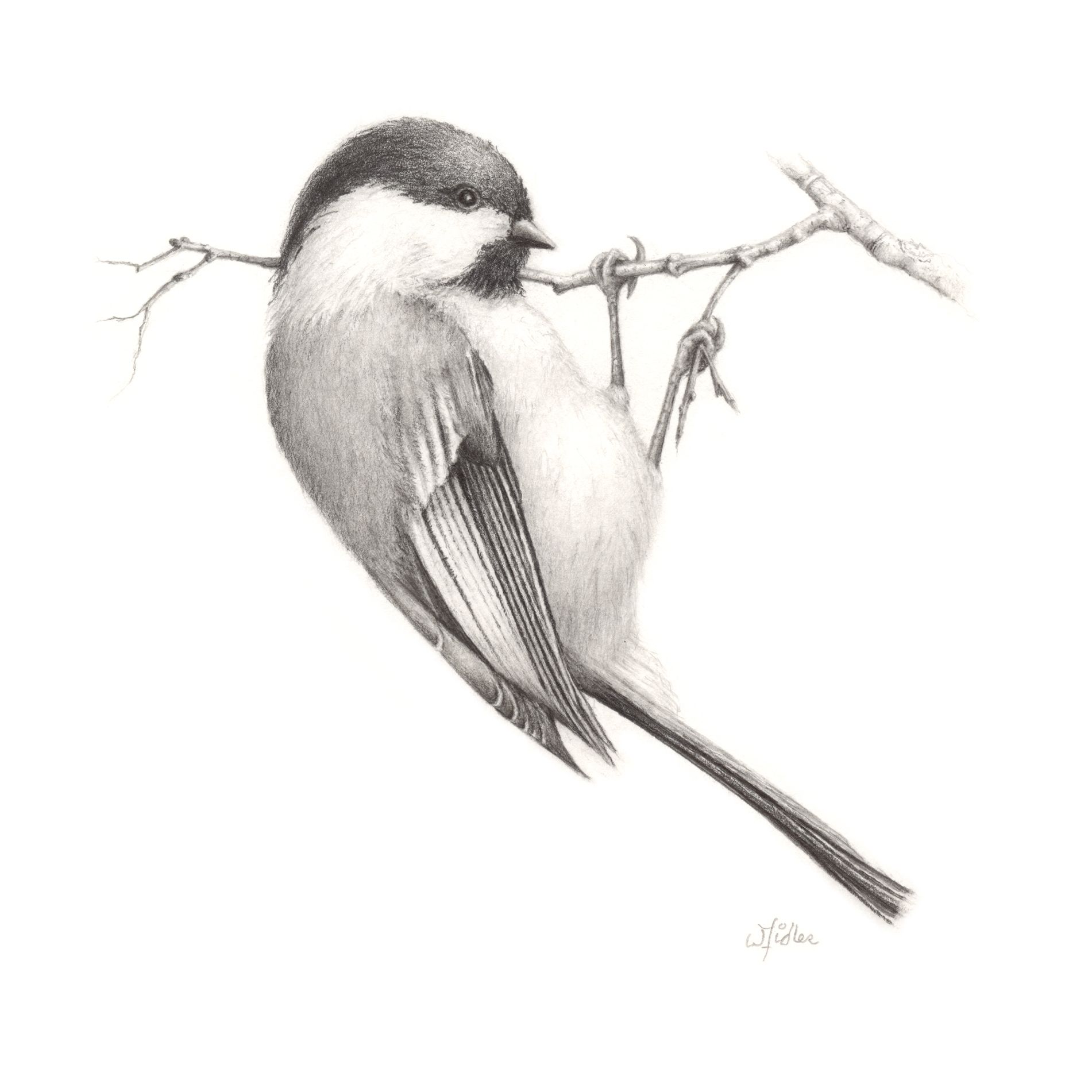 1901x1901 Chickadee Drawing - Chickadee Drawing
