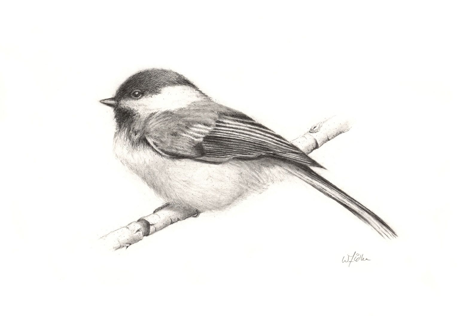 1558x1058 Chickadees Photos The Artwork Of William Fidler - Chickadee Drawing