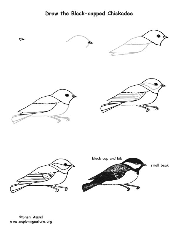 612x792 Chickadee - Chickadee Drawing