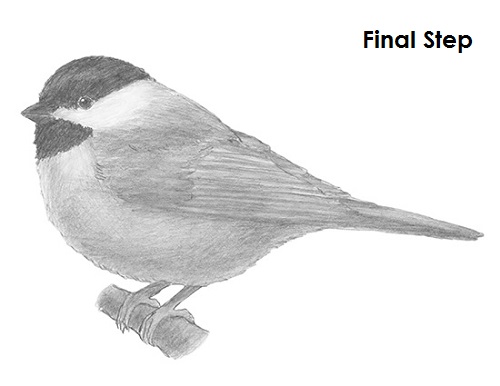 500x386 Chickadee Drawing Best Drawing Skill - Chickadee Drawing