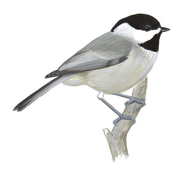 386x350 chickadee clipart easy - Chickadee Line Drawing