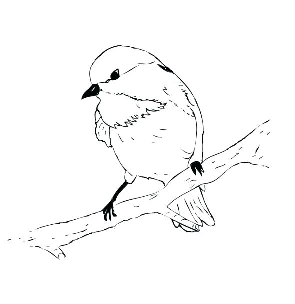 Chickadee Line Drawing at PaintingValley.com | Explore collection of ...