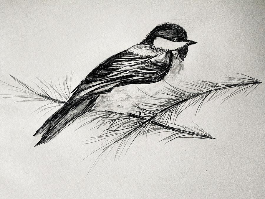 Chickadee Line Drawing at PaintingValley.com | Explore collection of ...