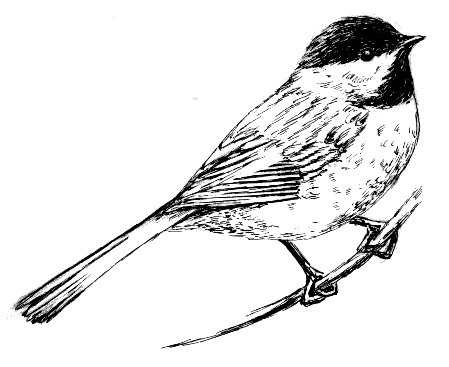 449x367 Filechickadee - Chickadee Line Drawing