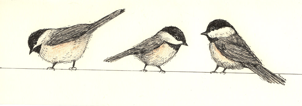 981x344 June - Chickadee Line Drawing
