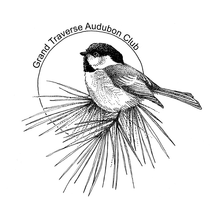 856x768 Grand Traverse Audubon Club One Tugs - Chickadee Line Drawing