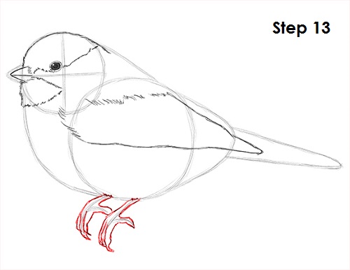 500x386 how to draw a chickadee - Chickadee Line Drawing