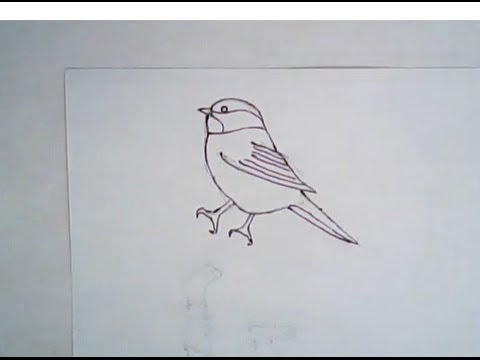 480x360 how to draw a black capped chickadee - Chickadee Line Drawing