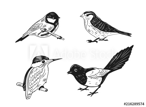 500x365 Set Of Of Birds And Flowers, Line Drawings, Ink Drawing Hand - Chickadee Line Drawing