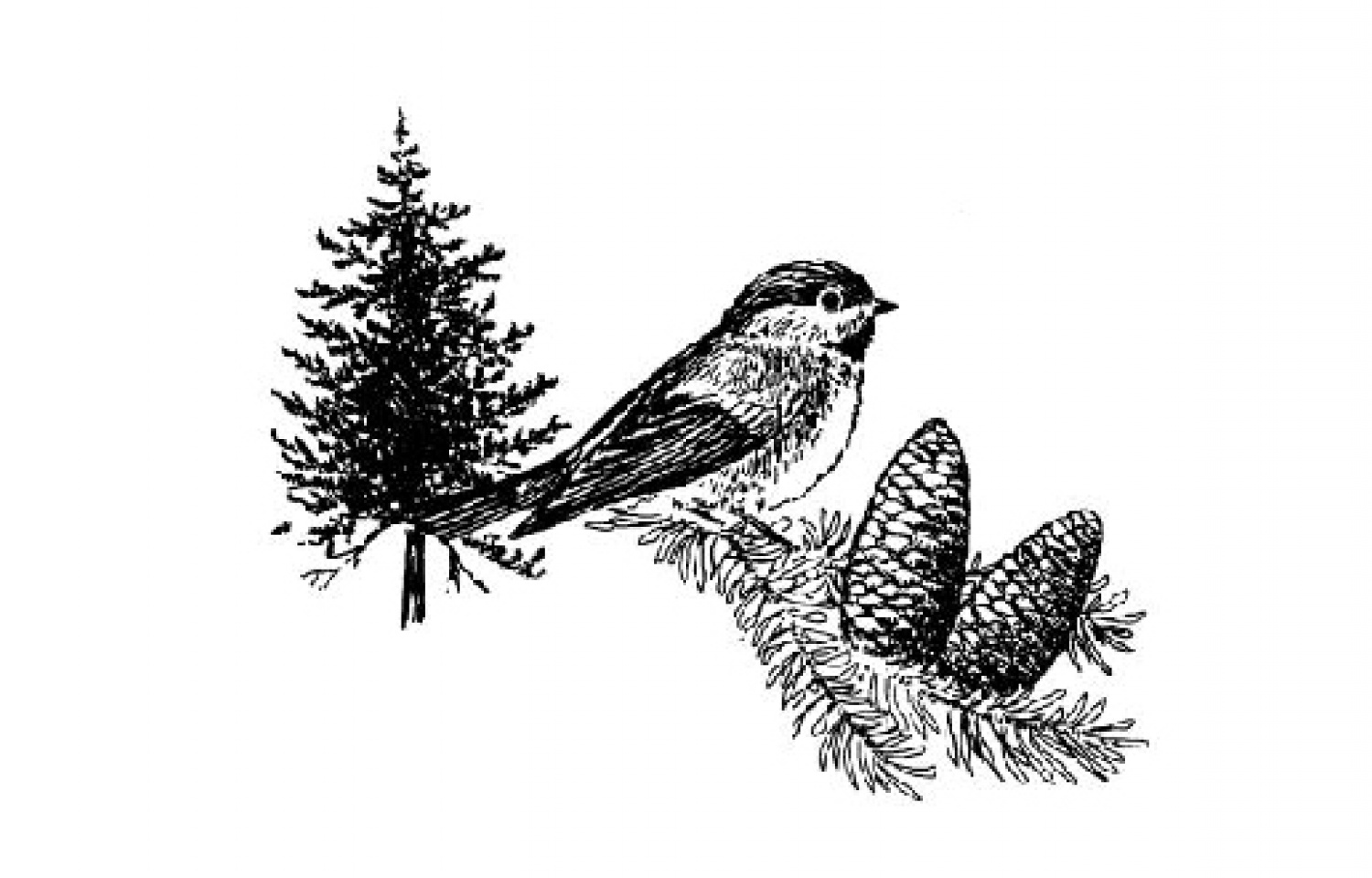 1500x960 wildlife habitat improvement woodlands and wildlife unh extension - Chickadee Line Drawing