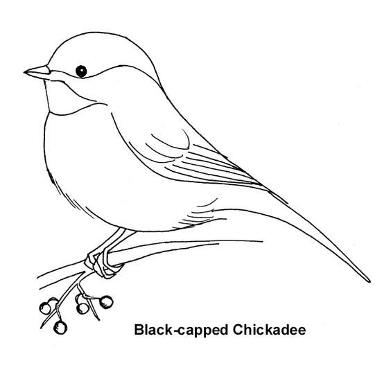 564x547 chickadee paintings - Chickadee Line Drawing