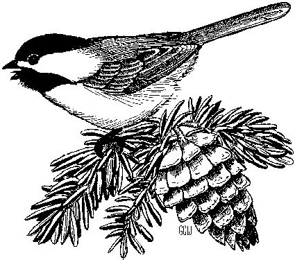 425x375 Biology Alumni Website - Chickadee Line Drawing