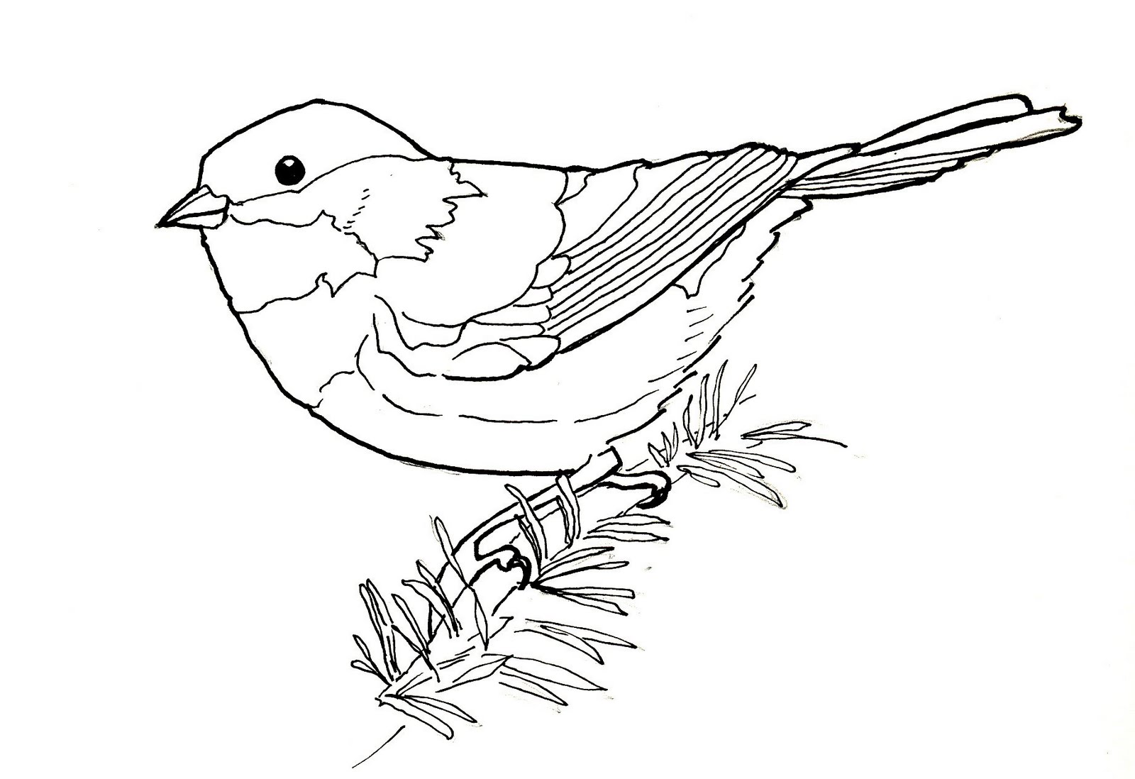 1600x1098 birdly drawn chestnut backed chickadee line drawing - Chickadee Line Drawing