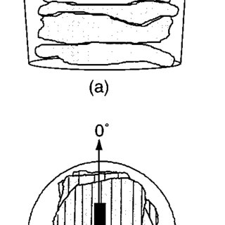 320x320 chicken breast tissue setup a the container, cm deep and cm - Chicken Breast Drawing