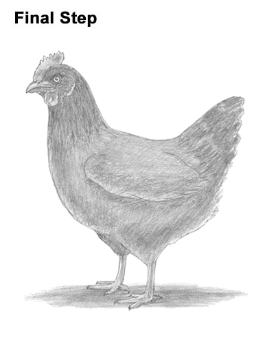 386x500 How To Draw A Chicken - Chicken Drawing