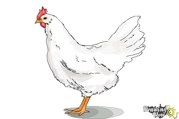 600x400 how to draw a white leghorn chicken - Chicken Drawing
