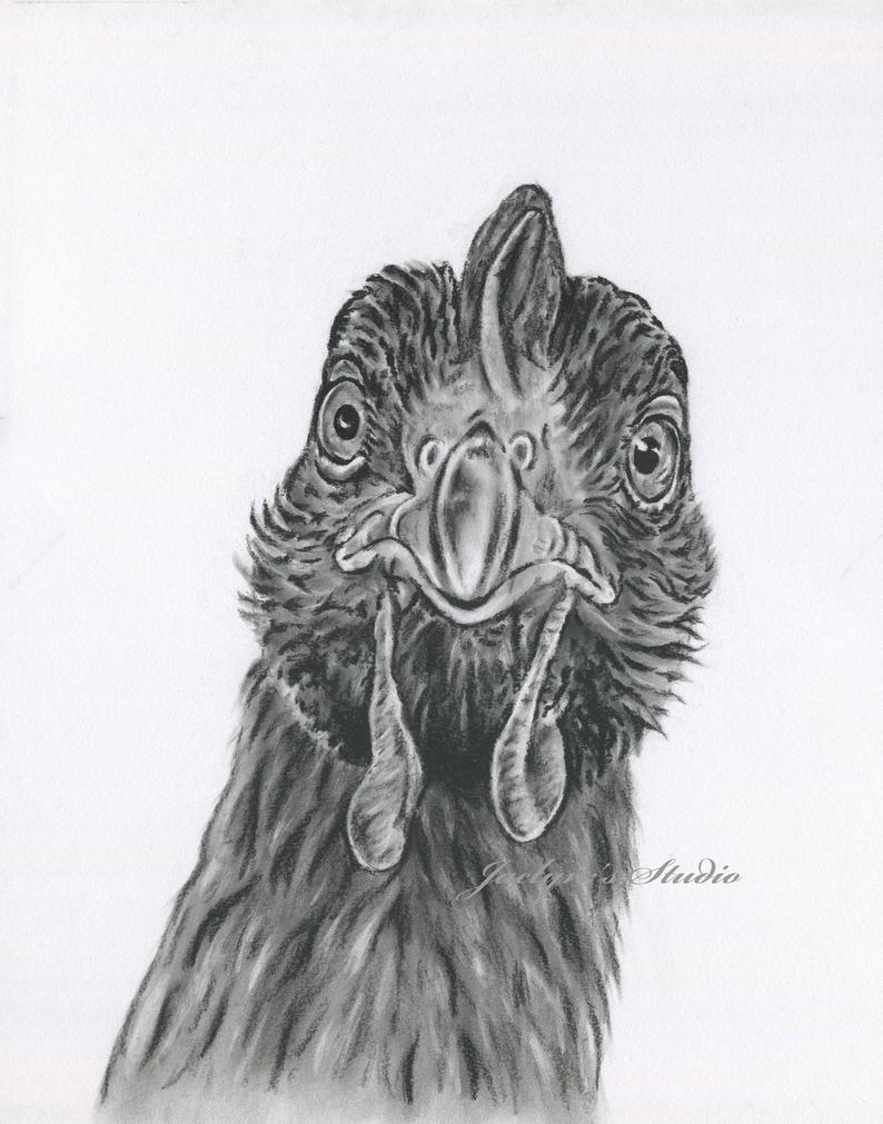 794x1011 chicken art giclee print chicken drawing etsy - Chicken Drawing