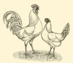 243x211 White Chicken Drawing - Chicken Drawing