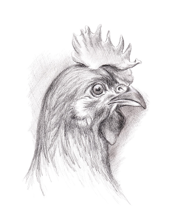 720x900 Chicken Portrait In Charcoal Drawing - Chicken Drawing