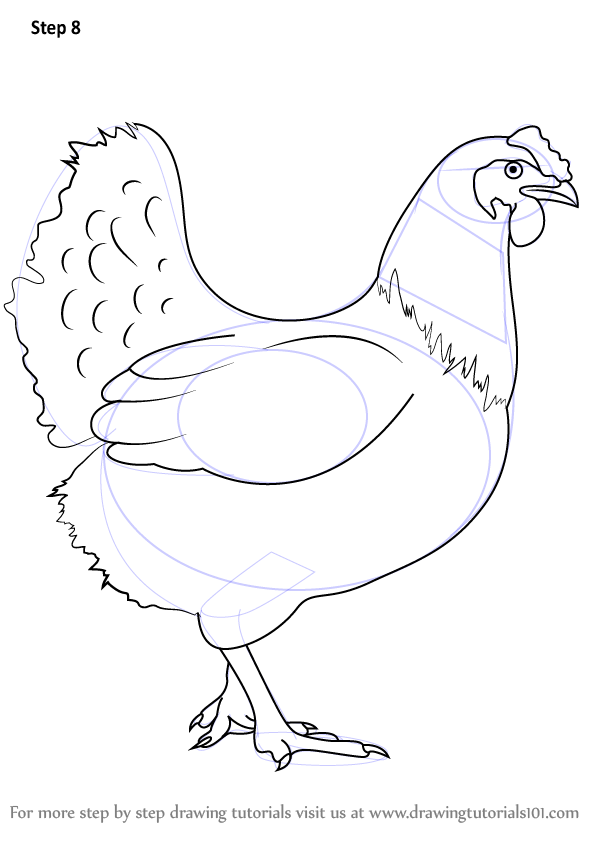 594x841 Learn How To Draw A Chicken - Chicken Drawing Images