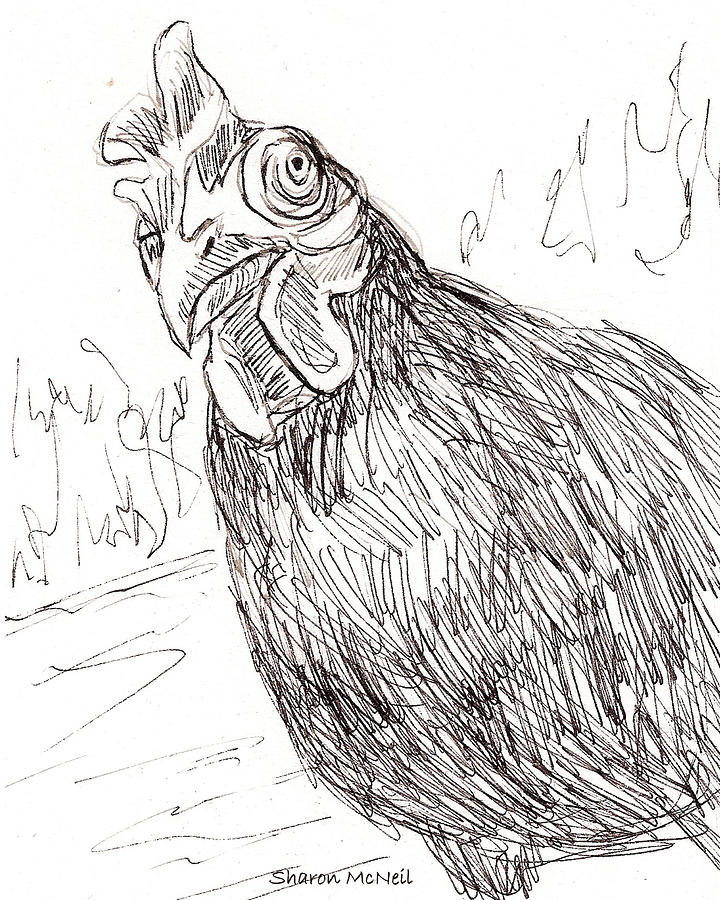 720x900 Portrait Of A Little Black Chicken Drawing - Chicken Drawing Images
