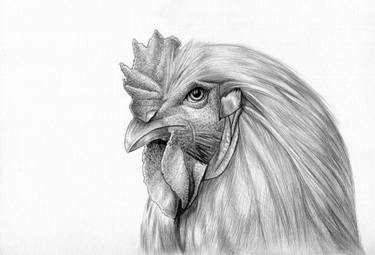 375x255 Chicken Drawing - Chicken Drawing Images