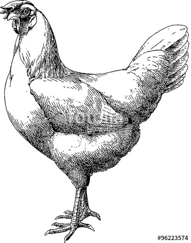 393x500 Vintage Drawing Chicken Stock Photo And Royalty Free Images - Chicken Drawing Images