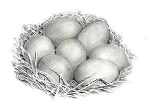 300x224 Clutch Of Chicken Eggs Drawing - Chicken Egg Drawing