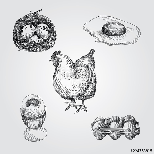 500x500 Hand Drawn Eggs Sketches Set Collection Of Quail Eggs, Chicken - Chicken Egg Drawing