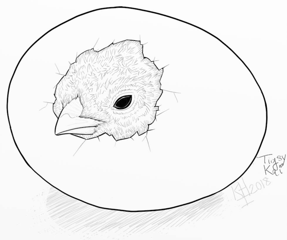 978x817 Inktober Precious Breakable Chicken Egg - Chicken Egg Drawing