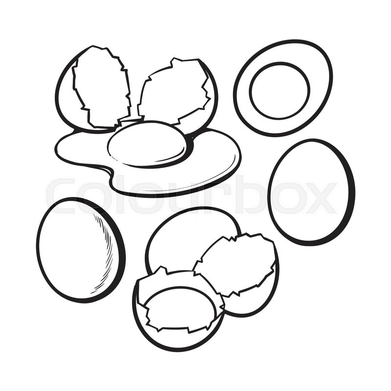 800x800 Whole And Cracked, Broken Shell Stock Vector Colourbox - Chicken Egg Drawing