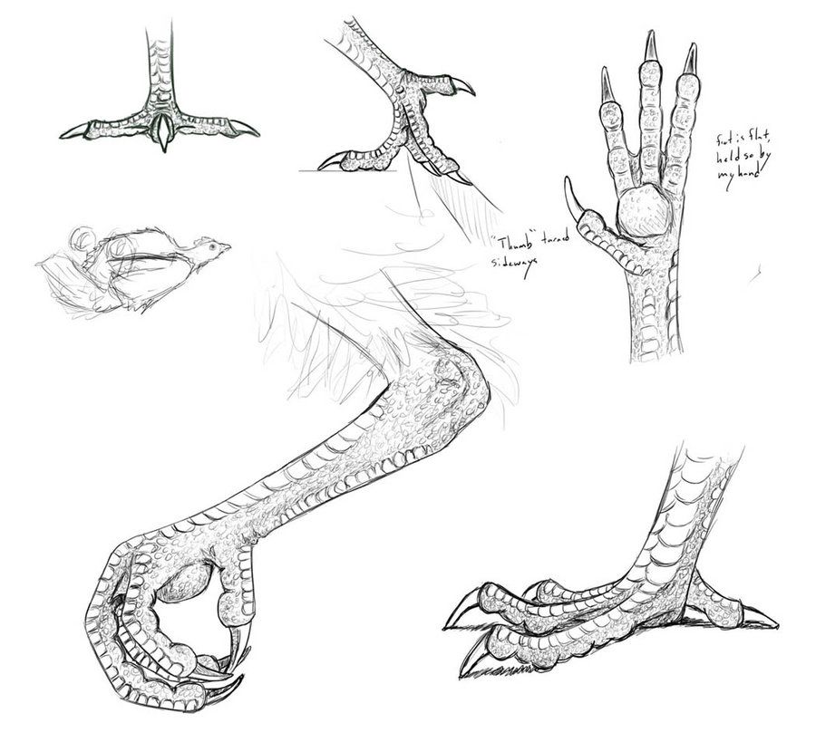 900x819 Chicken Feet - Chicken Feet Drawing
