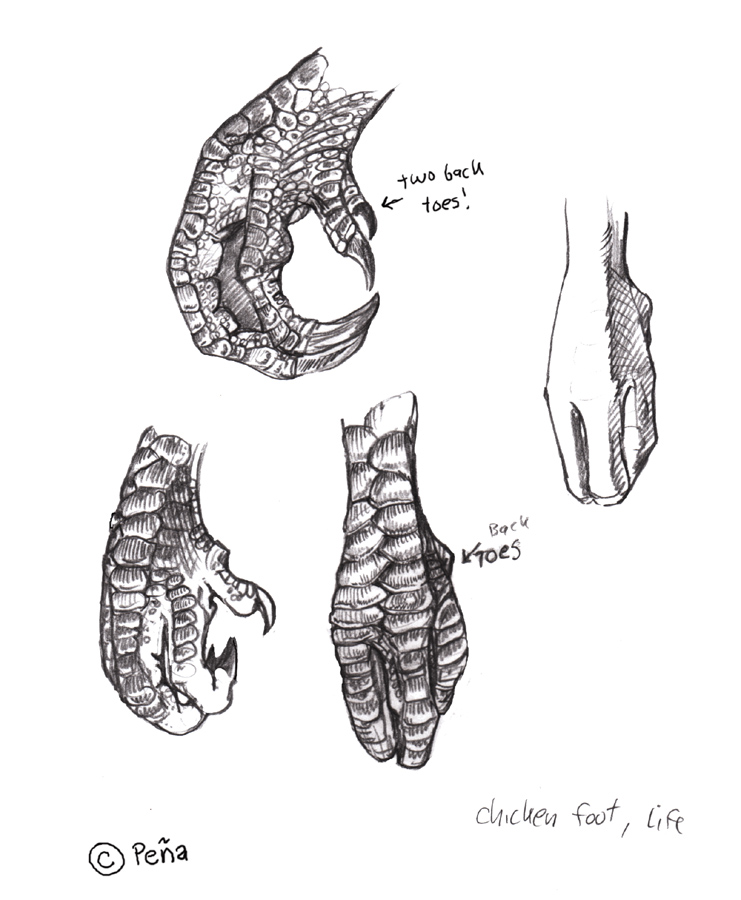 Chicken Feet Drawing at Explore collection of