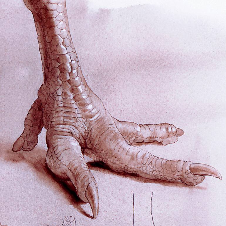 Chicken Feet Drawing at Explore collection of