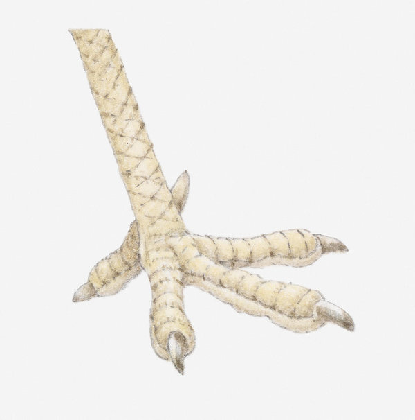 600x606 Illustration Of Foot Of Chicken, Close Up Art Print - Chicken Feet Drawing