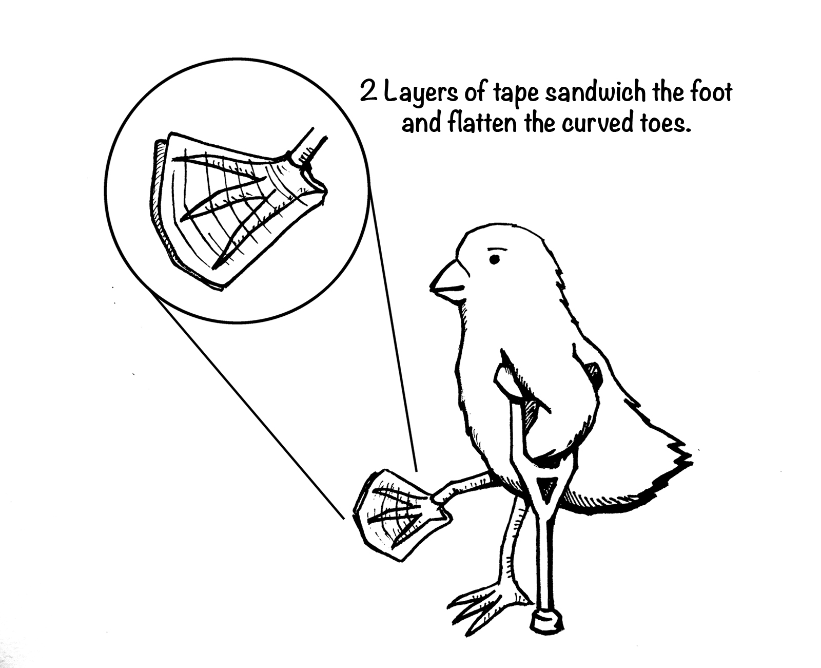 1600x1301 my chick's toes are all curled up what's wrong with her from my - Chicken Feet Drawing