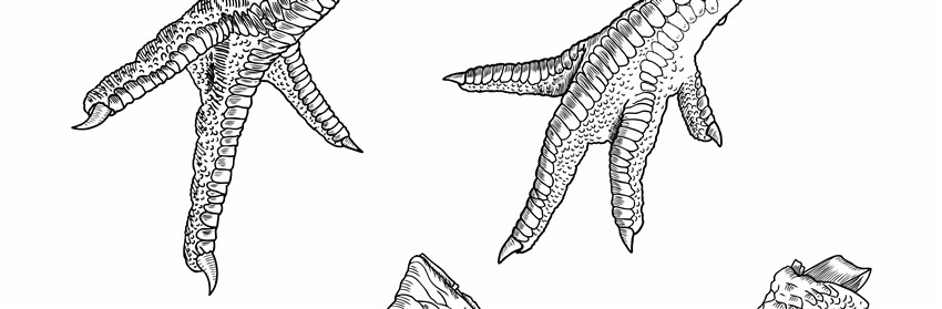 850x279 all recipes, culture of cantonese chicken feet fully explained - Chicken Feet Drawing
