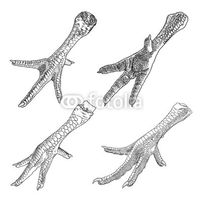 400x400 Set Of Chicken, Rooster, Turkey Feet Hand Drawing Engraving Style - Chicken Feet Drawing