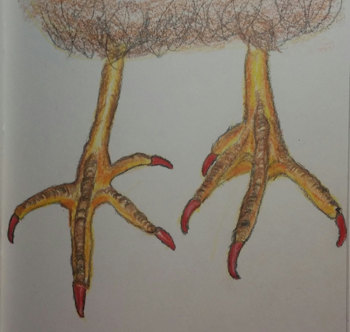 1200x1136 The Lady Bennu On Twitter Day - Chicken Feet Drawing