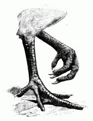 191x250 Chicken Feet Drawing - Chicken Feet Drawing