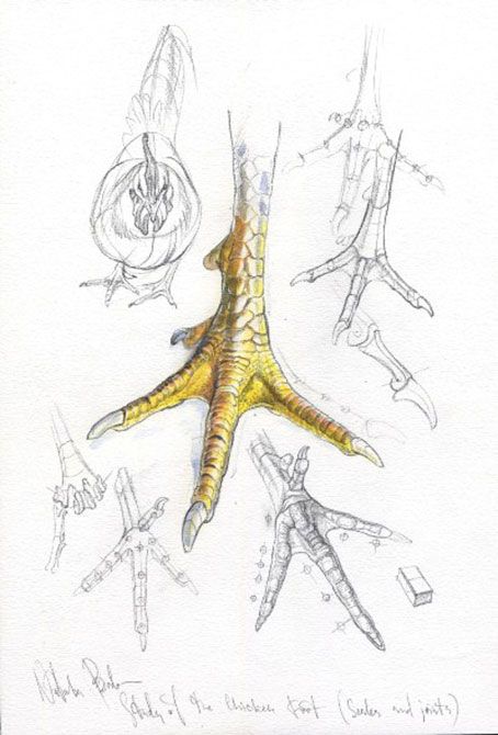 454x670 Natalia Balo Chicken Foot And Scales Bfineart Art Art, Feet - Chicken Feet Drawing