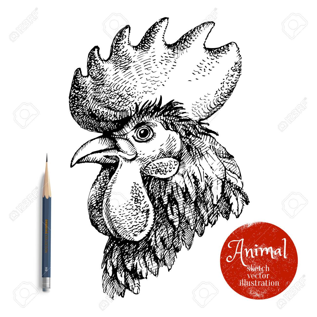 1300x1300 drawn chicken chicken head - Chicken Head Drawing