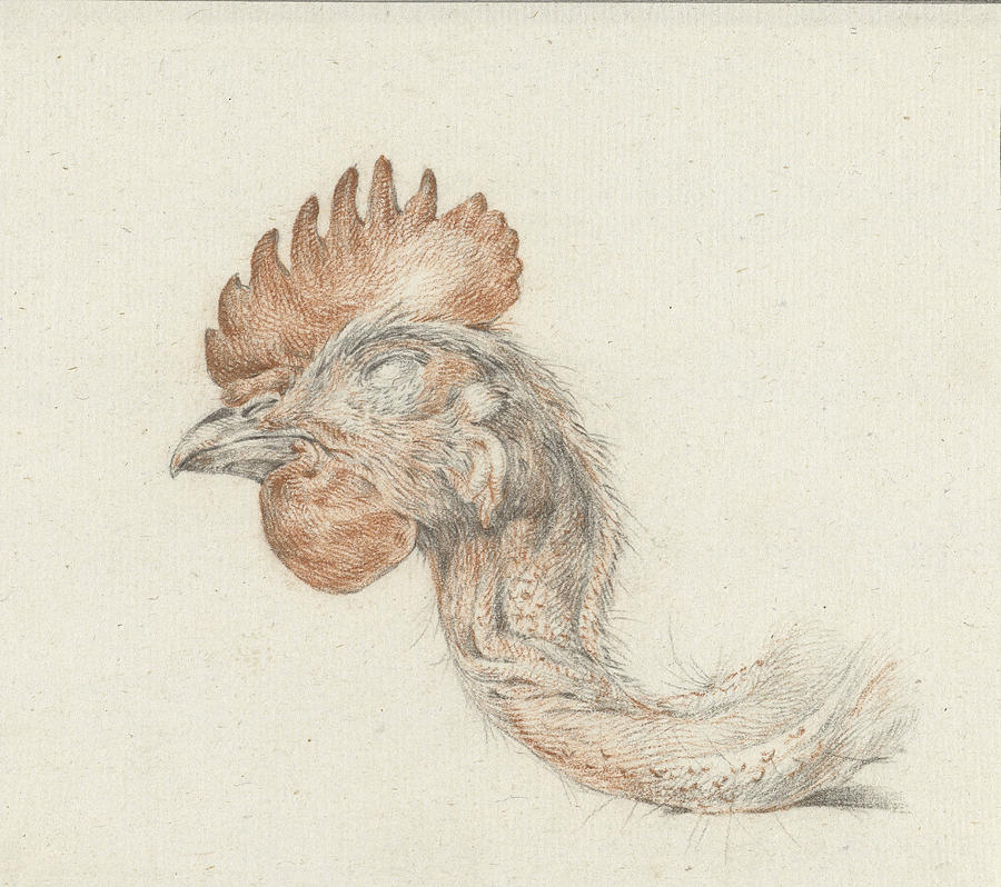 900x798 Head Of A Dead Chicken, Jean Bernard Drawing - Chicken Head Drawing