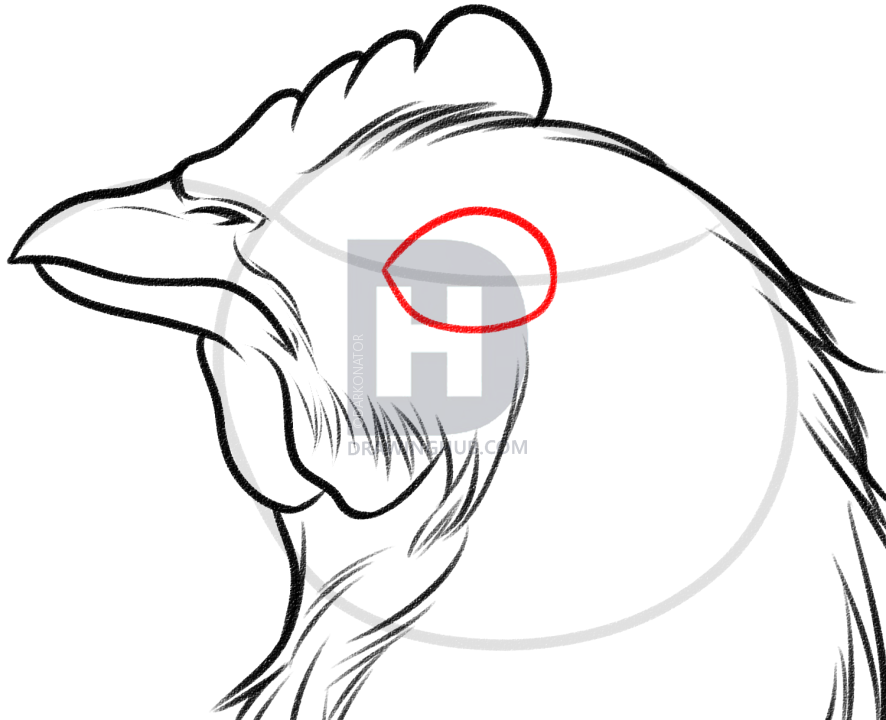886x720 How To Sketch A Chicken, Step - Chicken Head Drawing