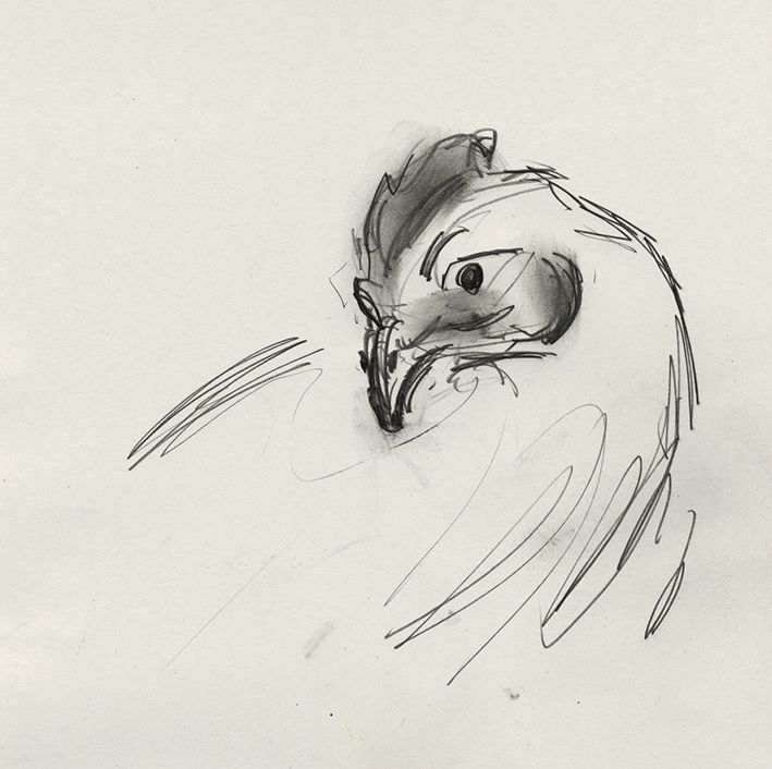 709x706 Chicken Head Drawing - Chicken Head Drawing