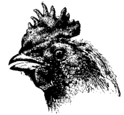 250x231 Chicken Head Drawing - Chicken Head Drawing