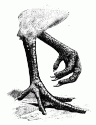 191x250 chicken legs drawing - Chicken Leg Drawing