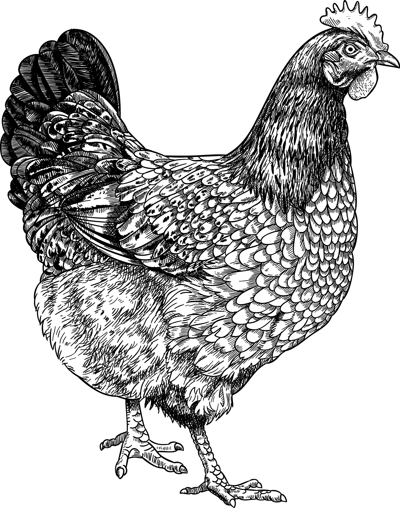 Simple Line Drawing Chicken