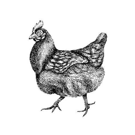 473x473 Chicken Hand Drawn Illustration Of Beautiful Black And White - Chicken Line Drawing