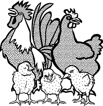 331x340 Chickens Drawing Chicken Line Huge Freebie! Download - Chicken Line Drawing